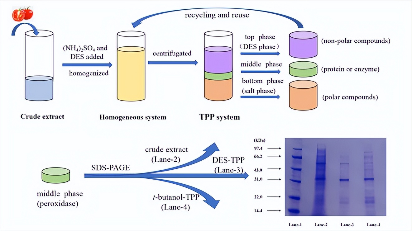 研究发现一种分离纯化番茄过氧化酶的绿色方法