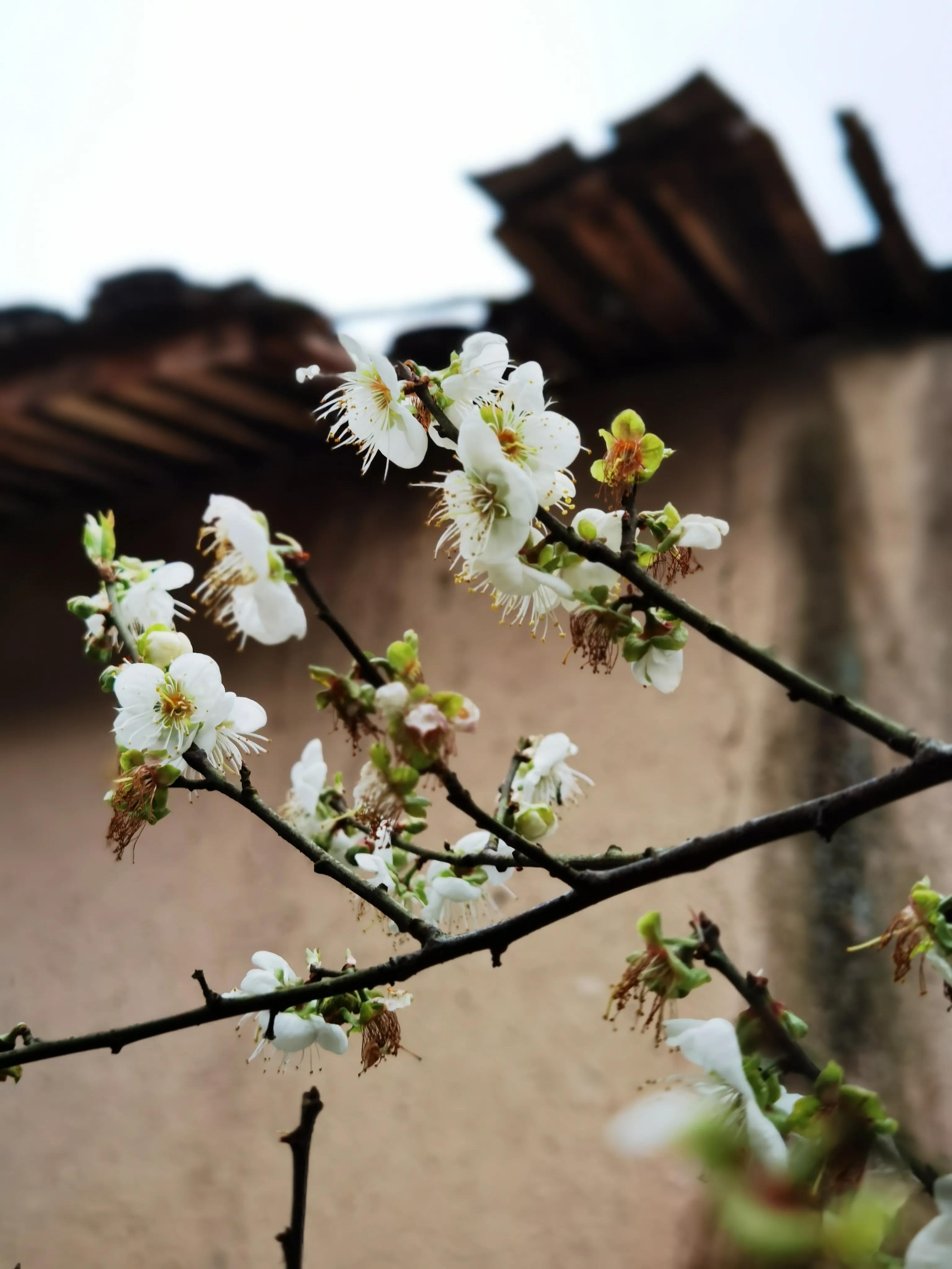 李花和青梅花图片