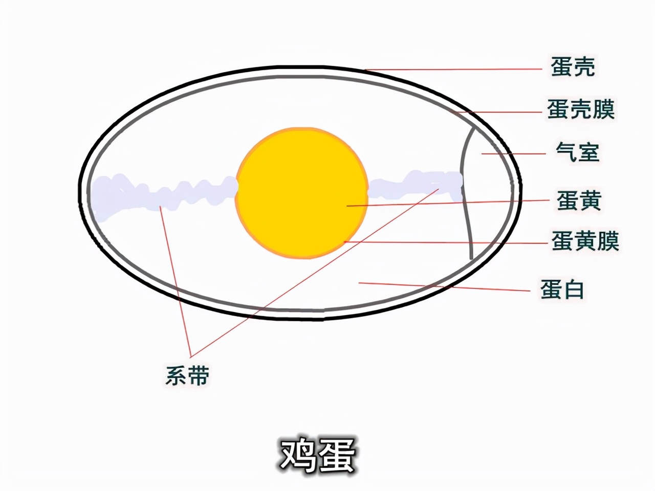 微波爐煮雞蛋,微波爐煮雞蛋的正確方法