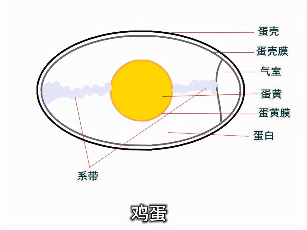 微波炉煮鸡蛋,微波炉煮鸡蛋的正确方法