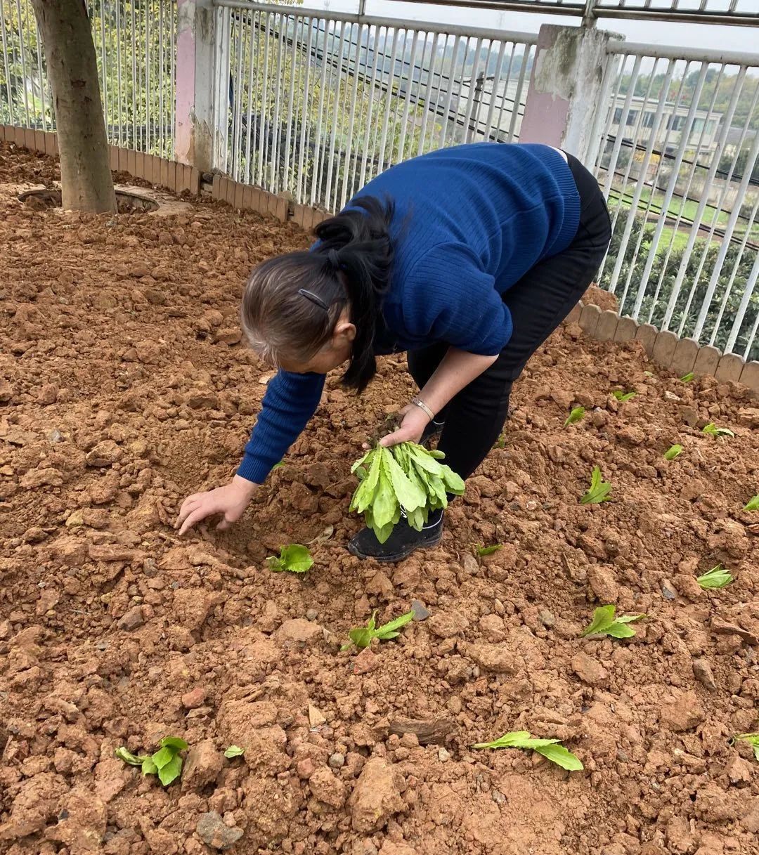以劳动之名 收获成长之乐｜新兴小学开展“小农夫”劳动教育课程
