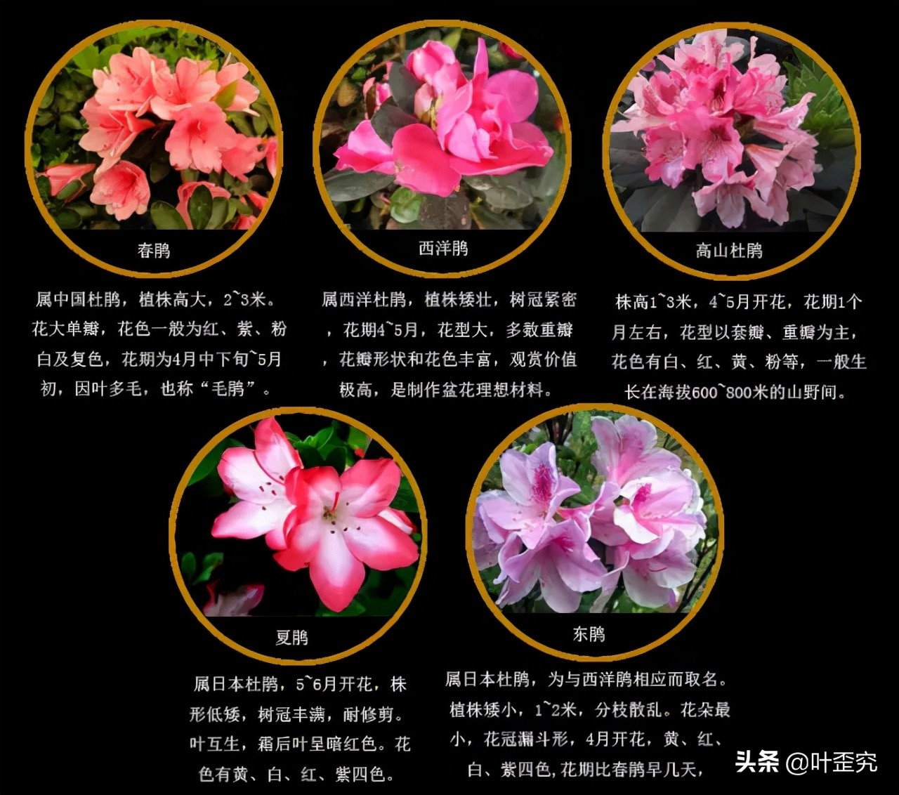 中国十大名花，您都知道吗？