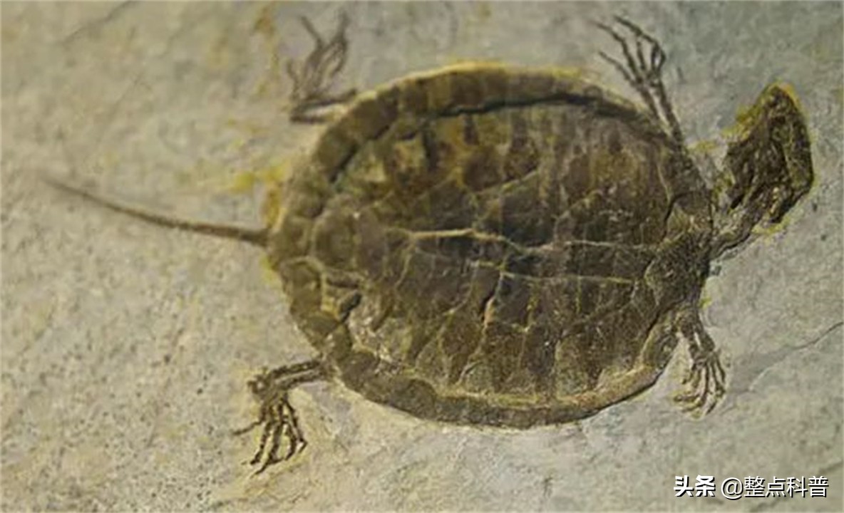 进化论的终极bug：乌龟，如何成为科学家们的“噩梦”？