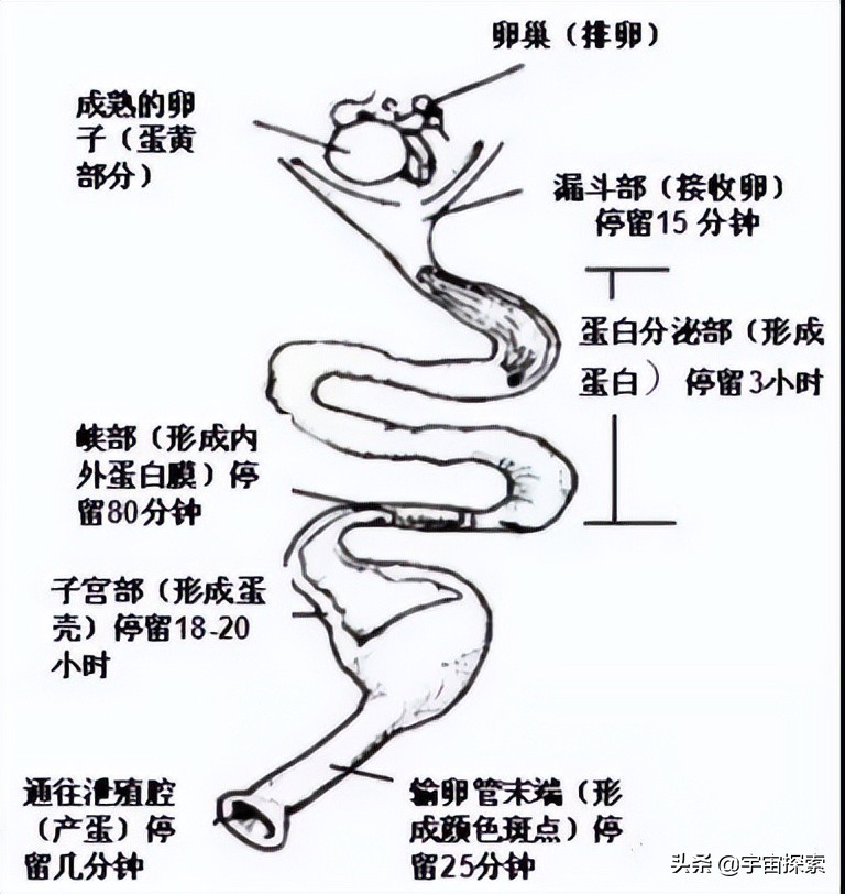 母鸡为什么不和公鸡交配就能产蛋？那公鸡存在的作用是什么？