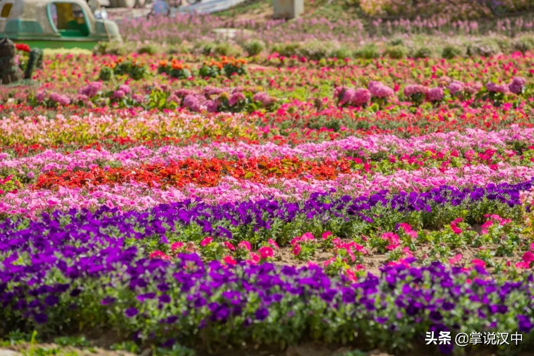 漢中南湖景區(qū)郁金香花開正艷 花海+漢服 4月2日一場視覺盛宴來襲