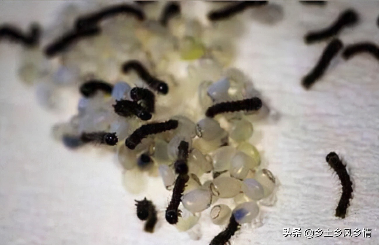 蚕的生长过程图片大全（刷新你对蚕的认知）