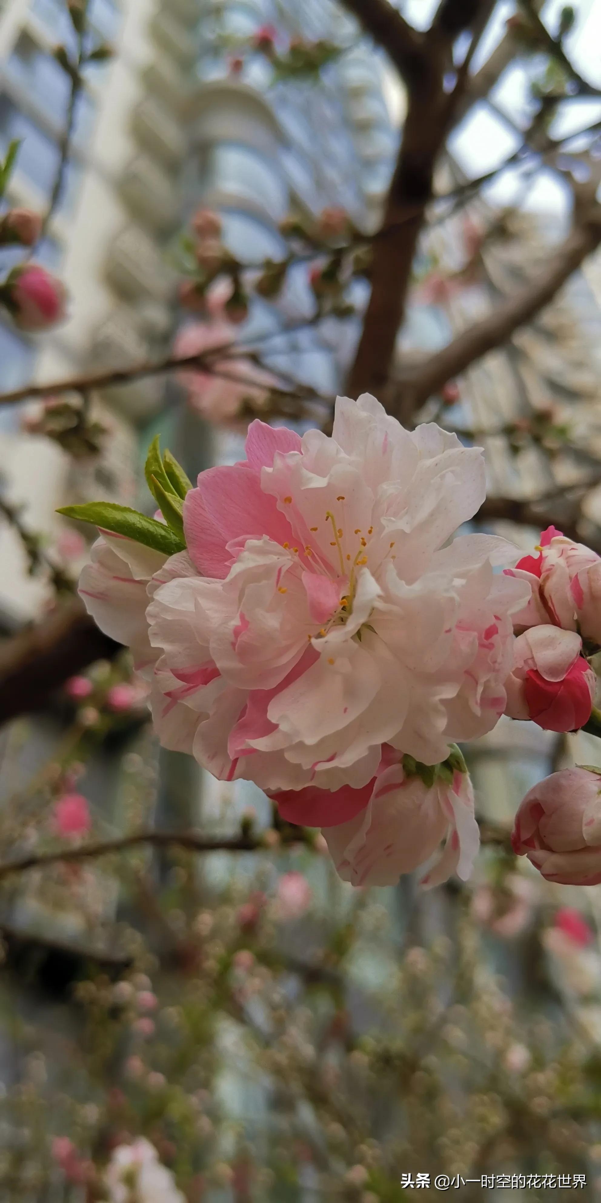 古詩《題都城南莊》唐·崔護去年今日此門中,人面桃花相映紅.