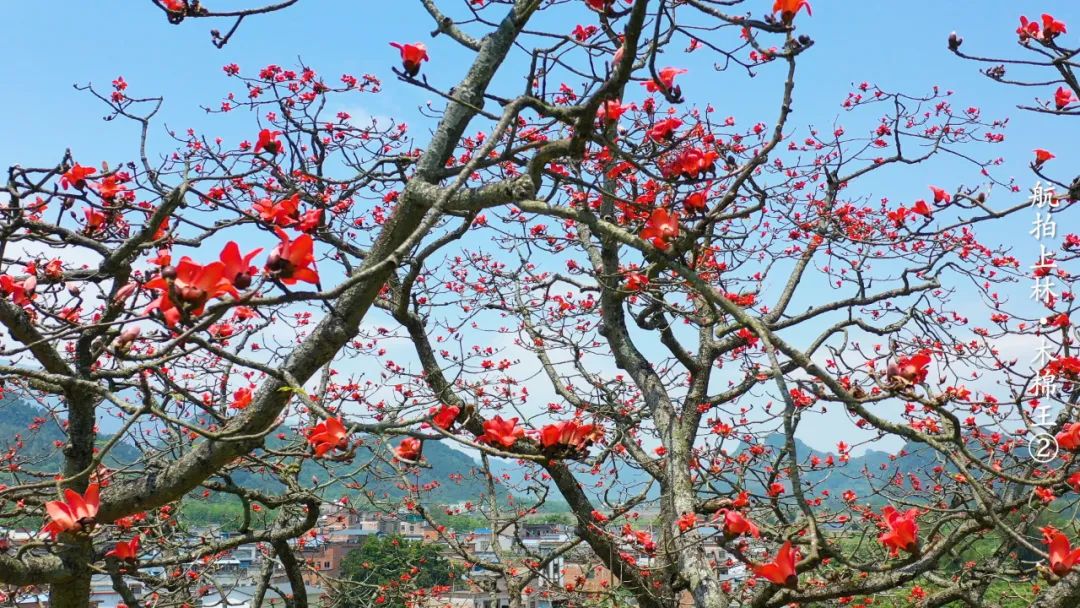 徐霞客在此住了54天，这里是四季花期永不过时的南宁“后花园”……