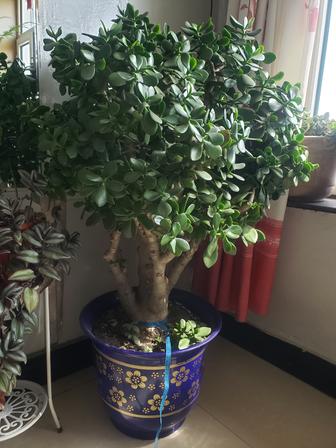 飞羽竹芋是（40款超治愈的家居绿植介绍）