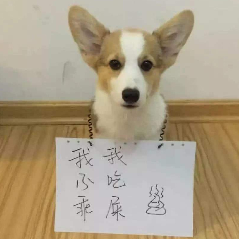 狗狗吃自己便便的原因及解决方法