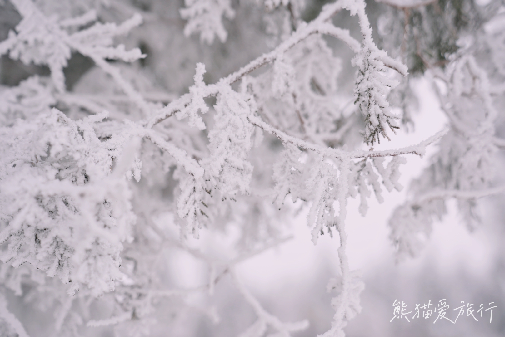 跨年春节遛娃好去处，郑州伏羲山云上牧场喂小鹿嗨玩冰雪