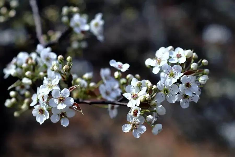 梨花的寓意,你知道嗎?