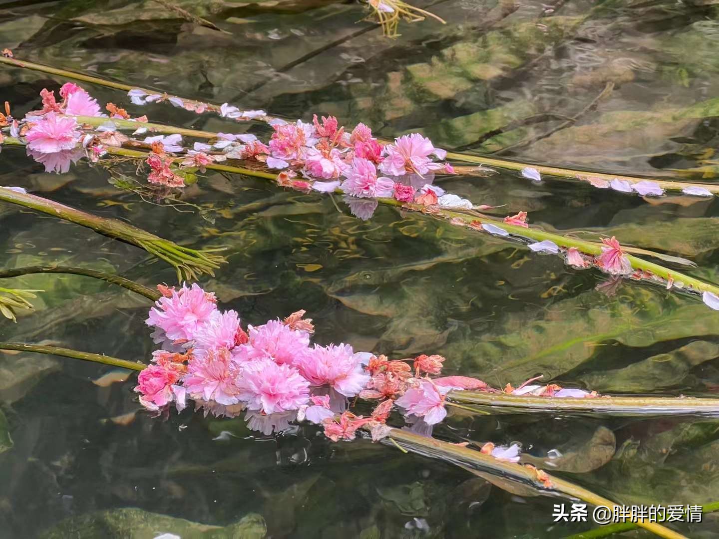 人到中年，心自明了，一切是淡淡的从容的；别让人生，输给了心情