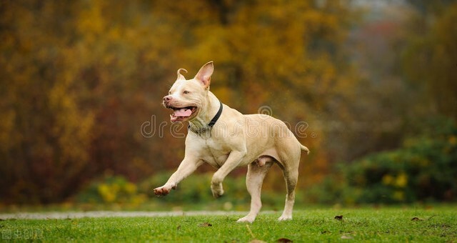 藏獒王(藏獒vs比特犬，谁才是真正的狗中之王？)