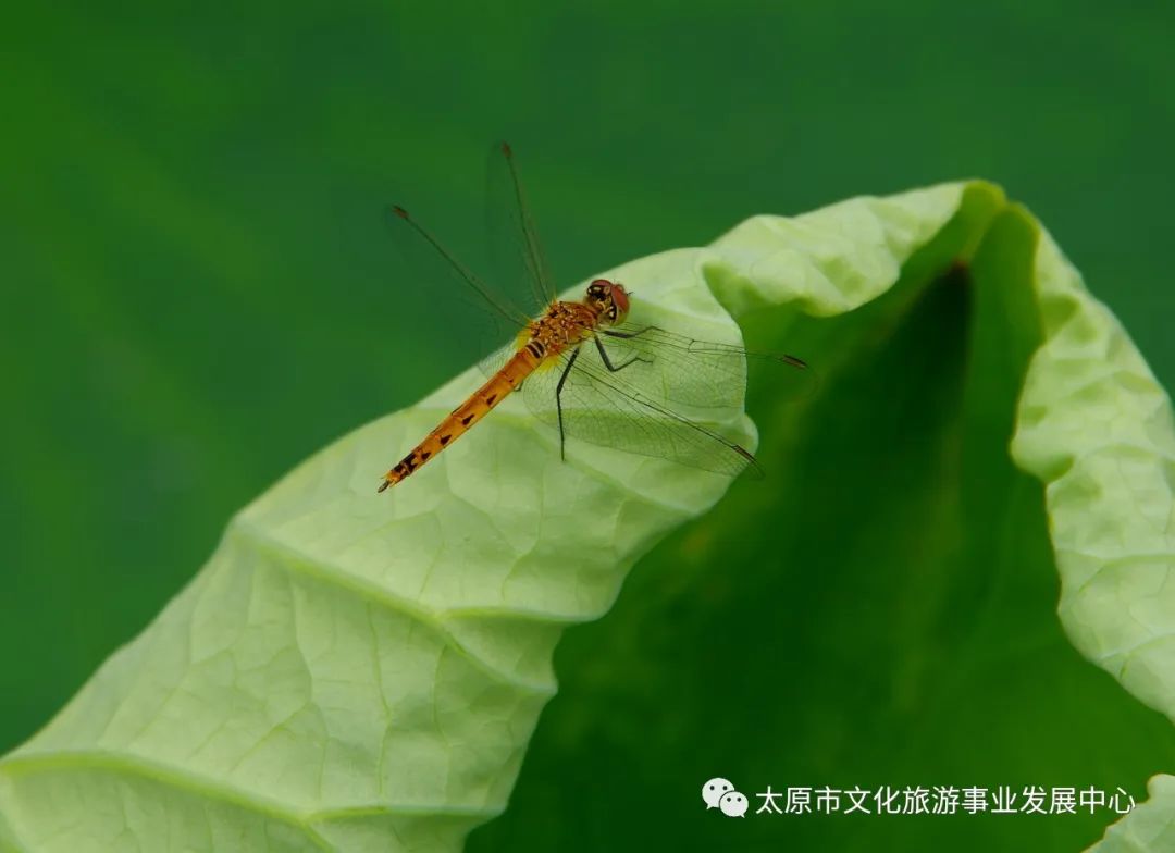 线上展览|“山河春意 锦绣太原——花的世界”主题摄影线上图片展（十三）