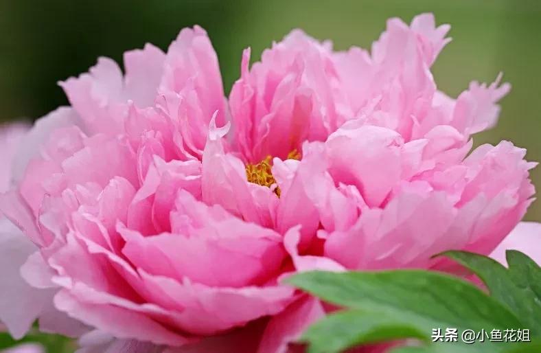 康乃馨的花语（能送给母亲的花可不只有康乃馨）