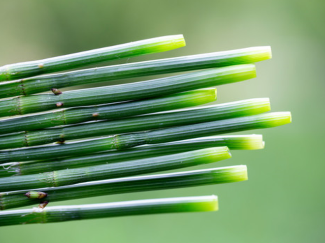 節節草是什麼?醫生:老人常用它泡腳,或能解決多年