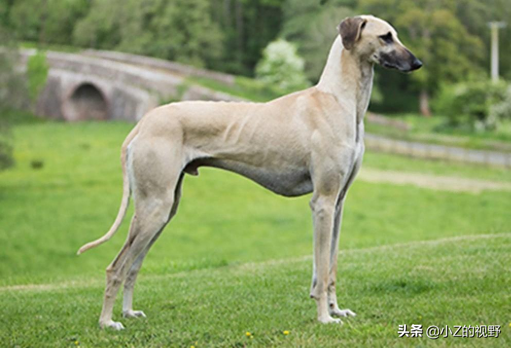 这7种猎犬，都来自非洲大陆，有你们认识的吗？