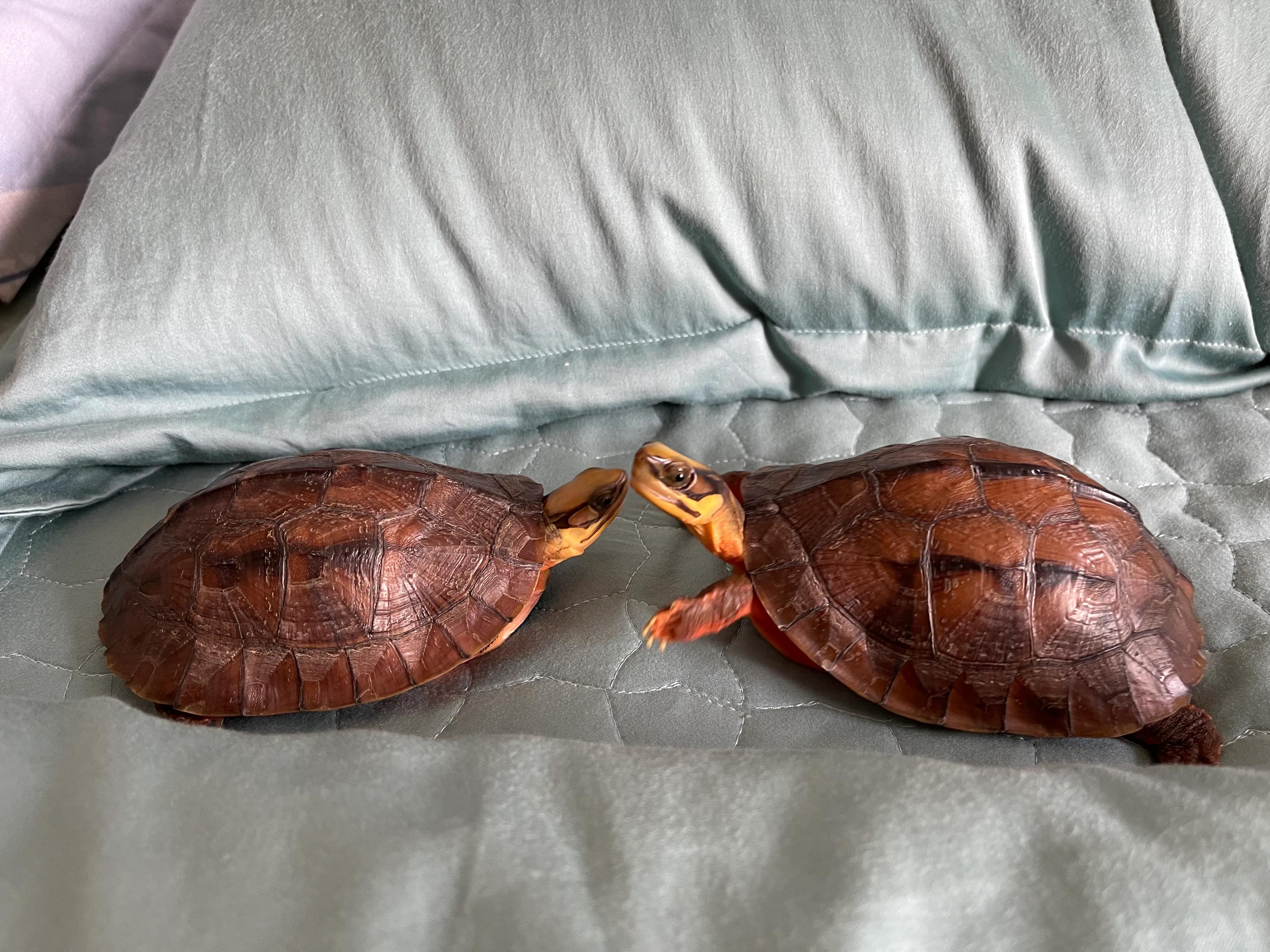 金钱龟吃什么呢?第三类食物很重要哦60156015