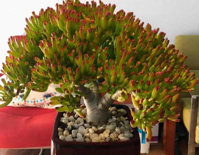 筒叶花月虽然寓意与发财树一样,但是造型独特,更胜一筹