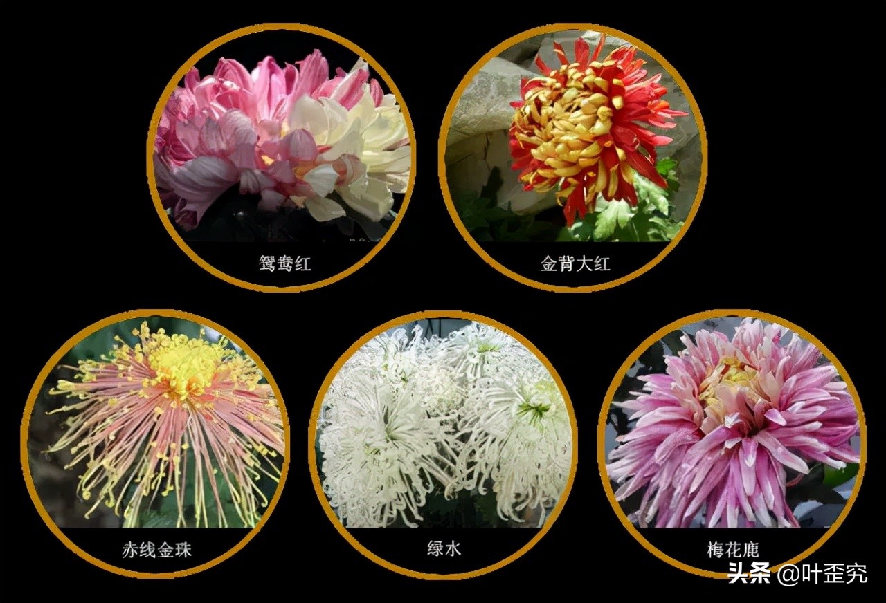 中国十大名花，您都知道吗？