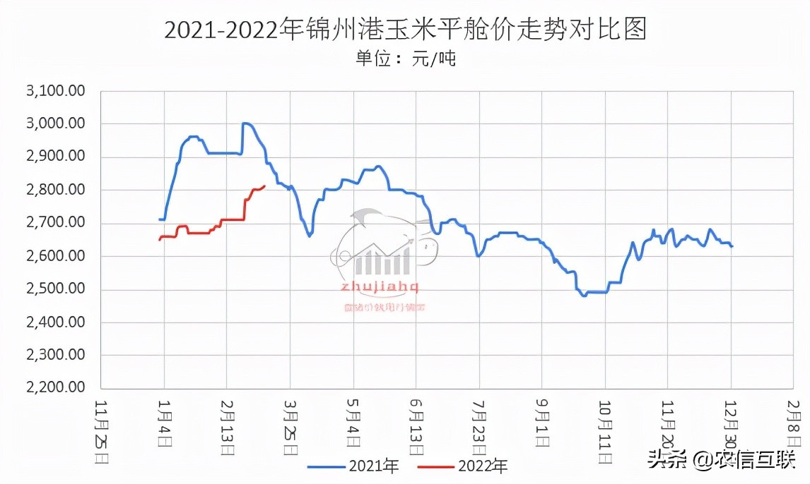 最新玉米价格行情丨今年玉米开秤即巅峰，能追上去年的高价吗？