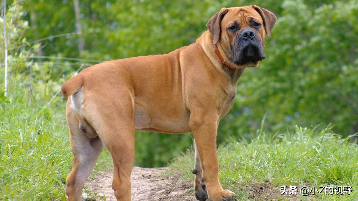 这7种猎犬，都来自非洲大陆，有你们认识的吗？