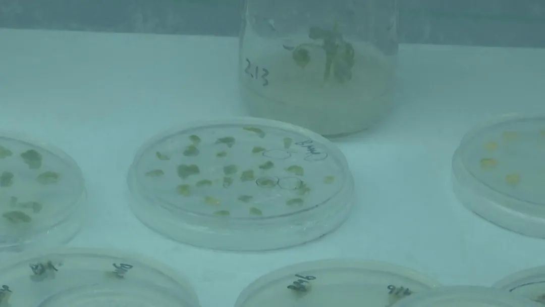 好品山东｜西瓜随便吃，种子得留下！这是啥操作？