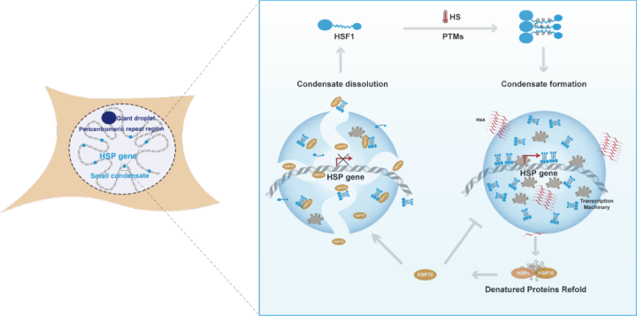 脑科学日报：“网瘾”行为是如何形成的？