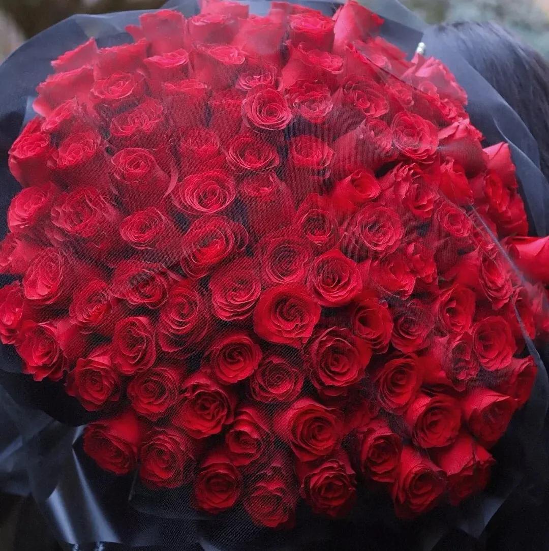 鲜花美图:娇艳欲滴的玫瑰花,美的令人窒息