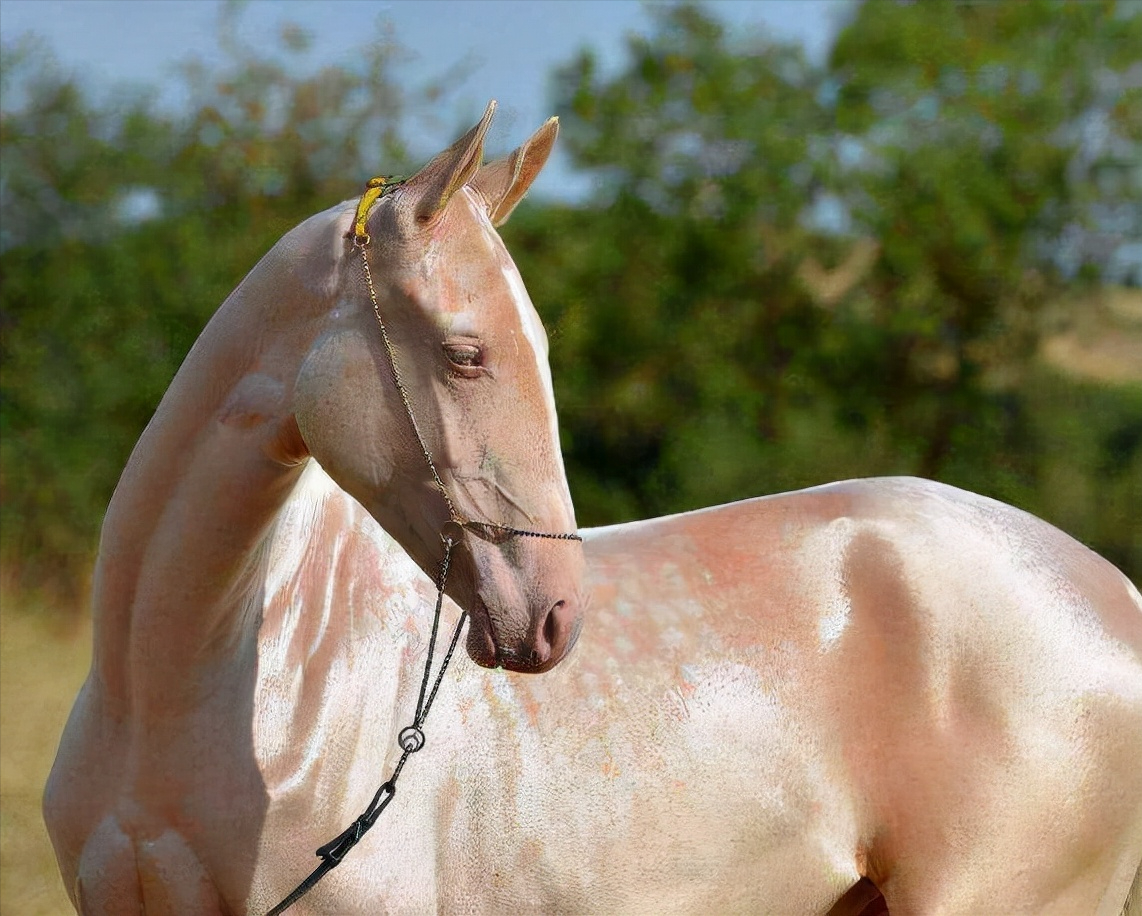 全球最贵的九种马，价值四亿的马你见过吗？汗血宝马无缘榜首