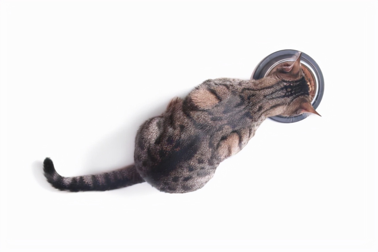 猫咪拉肚子怎么办？居家治疗都有哪些方法