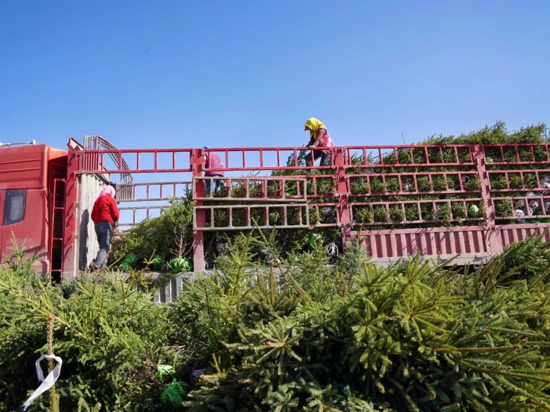 临潭县广大群众掀起义务植树热潮