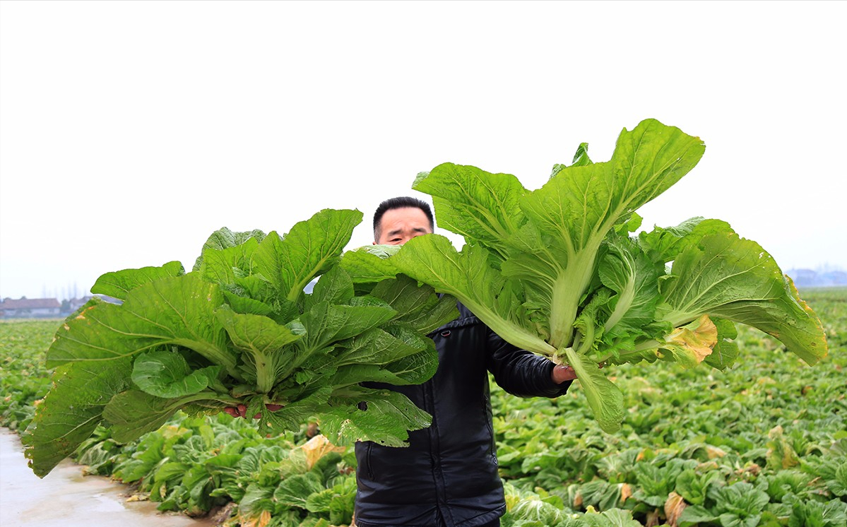 酸菜跌到芥菜滞销,旺季2毛一斤没人要,华容县10万菜农出路在哪