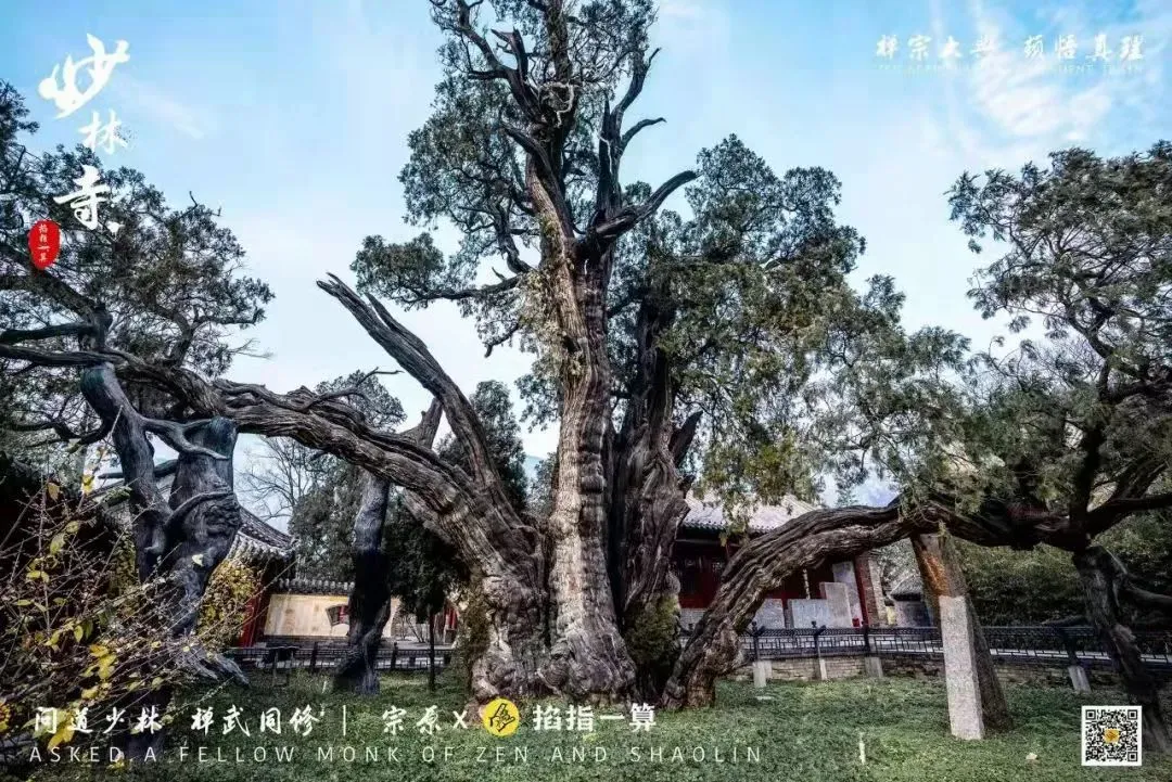 儒道篇 | 侯宗原带你探访嵩山隐匿的书香古迹，3000年古柏震撼人心