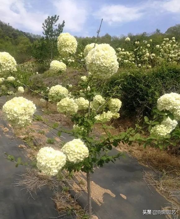木本绣球花树(高端大气的中华木绣球养殖方法)