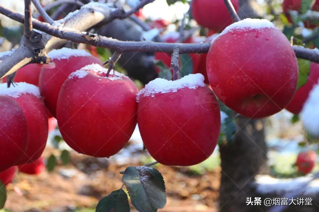 加快果树品种更新换代,入冬前需要做好这几项工作