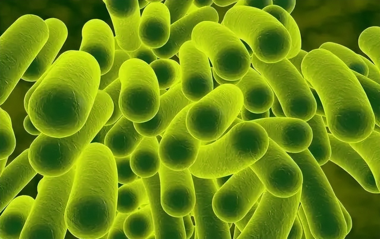 地衣芽孢杆菌在水产养殖中有什么作用？