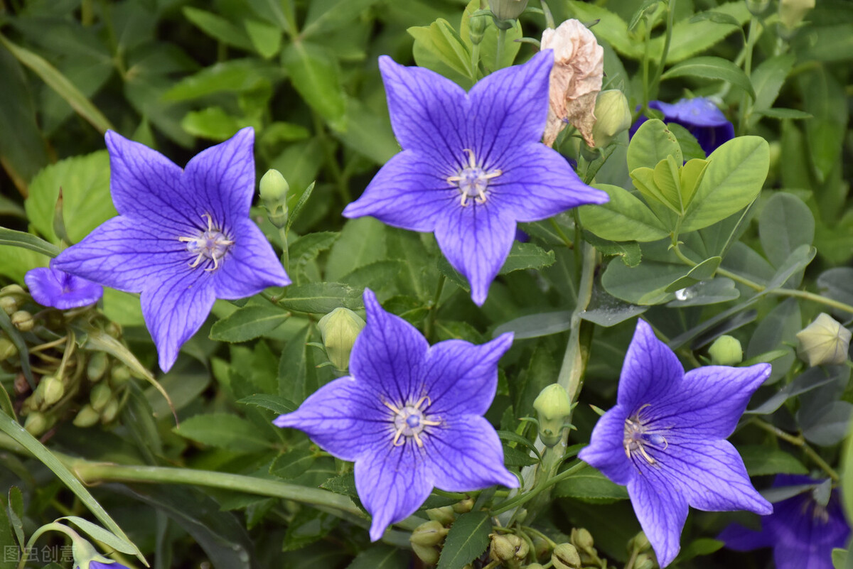 桔梗花的寓意,你知道吗?