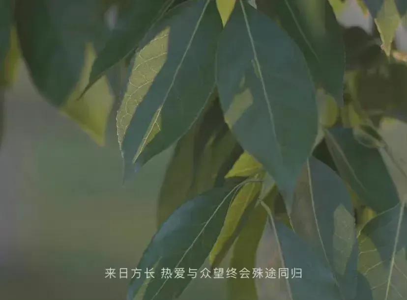 “我喜欢你，喜欢也没用，没用也喜欢”