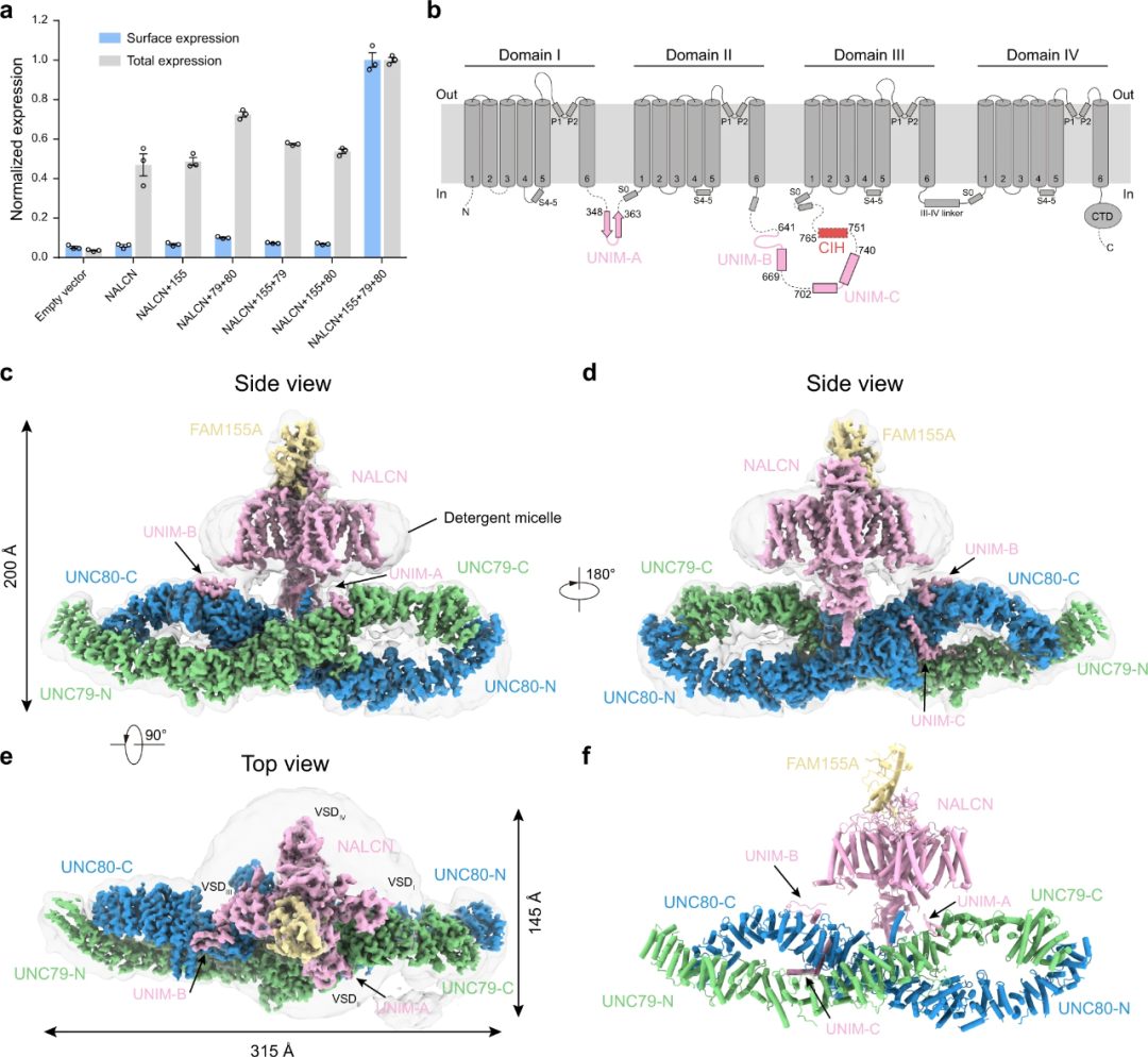 北京大学陈雷研究组最新报道