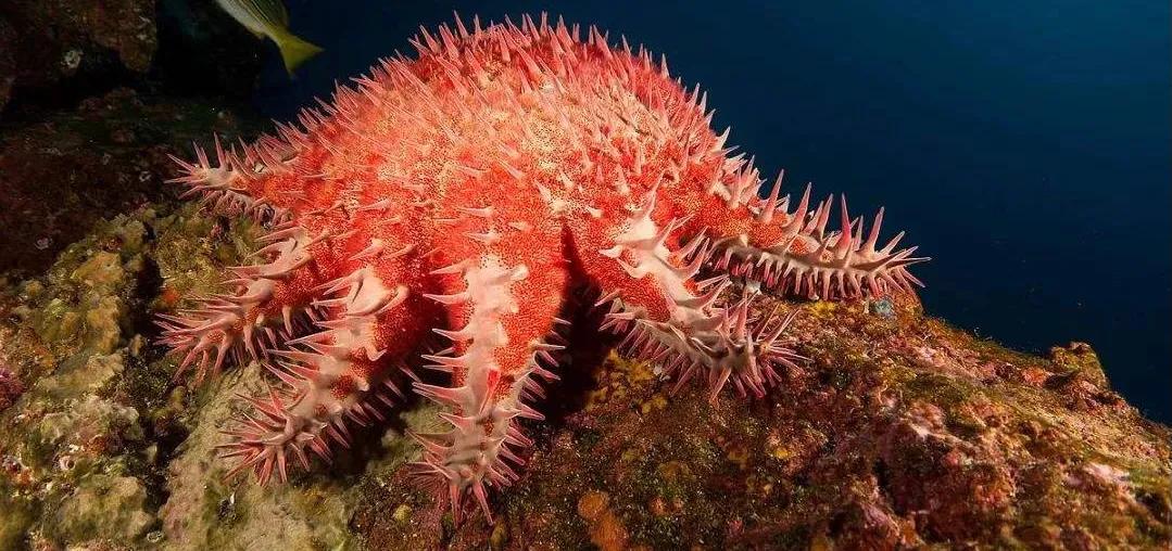 海星有毒吗(剧毒"魔鬼海星"来啦!谁是它的天敌呢?