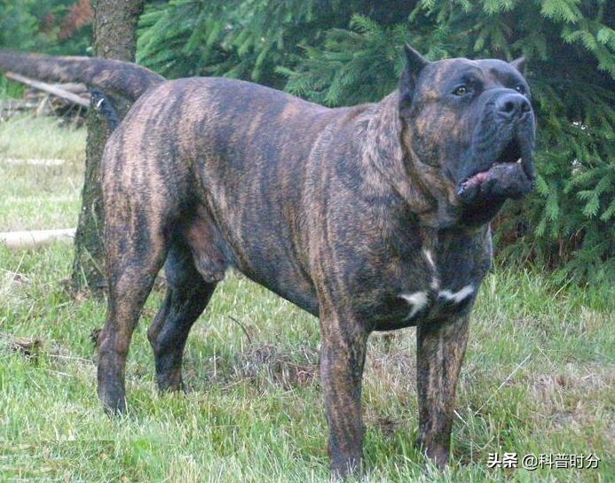 世界上兇猛的十種狗，日本土佐犬上榜，藏獒排名第二