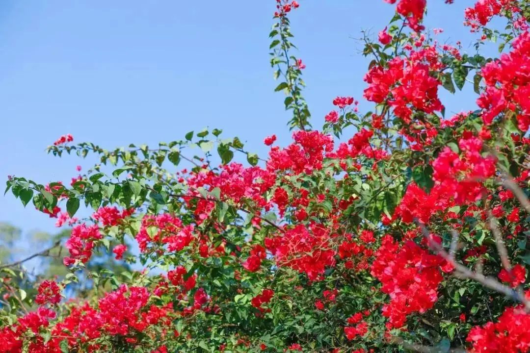 陌上花开春正美，跟着赏花地图“趣”打卡！