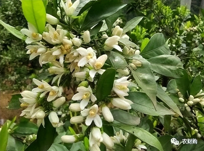 謝花大半時就要進行一保了,但是花量大的,本來就比較難保果,花瓣還積