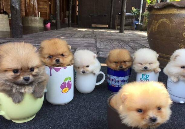 哪里有卖茶杯犬（茶杯犬价格昂贵的5个原因）