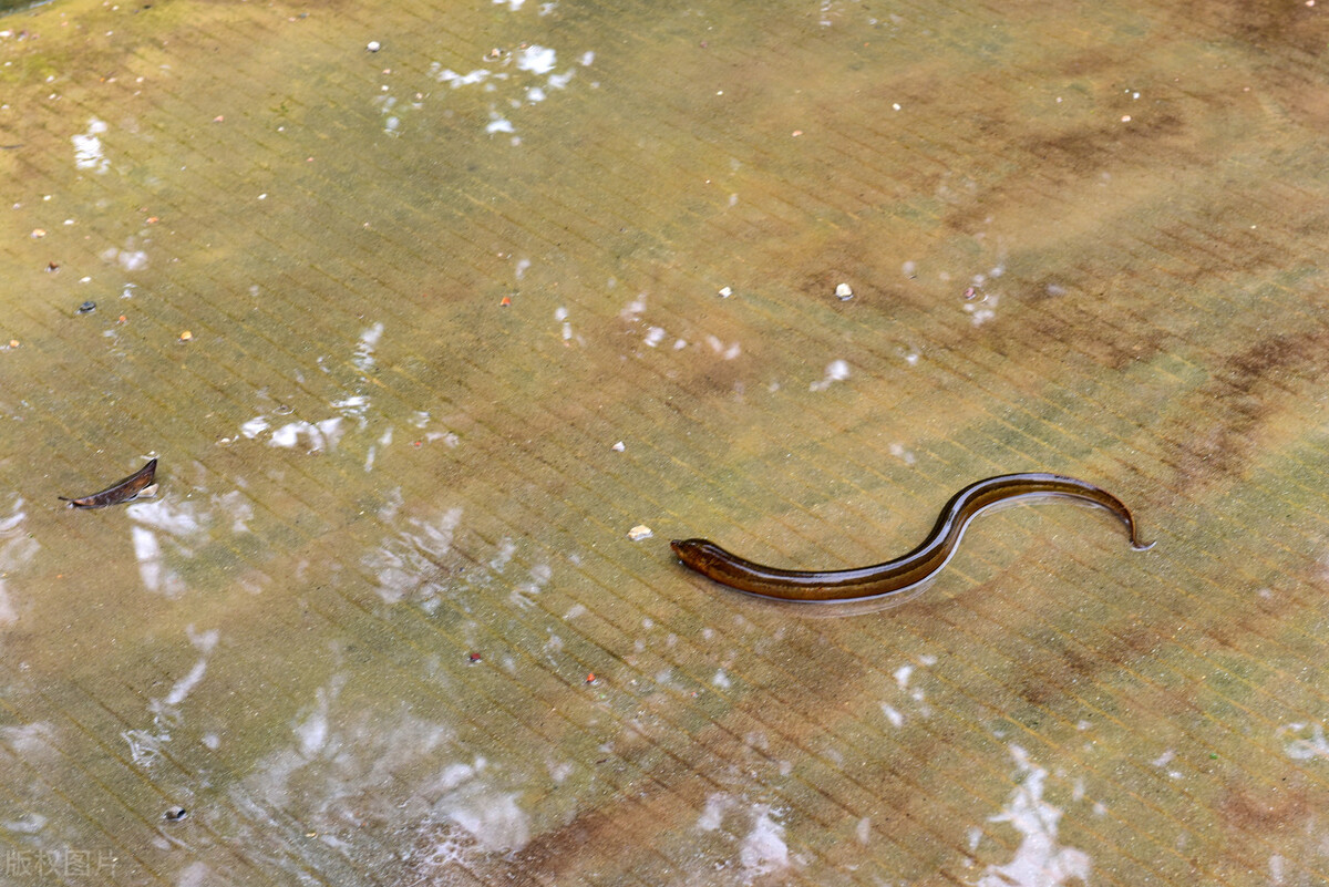 5,生黄鳝-颚口线虫