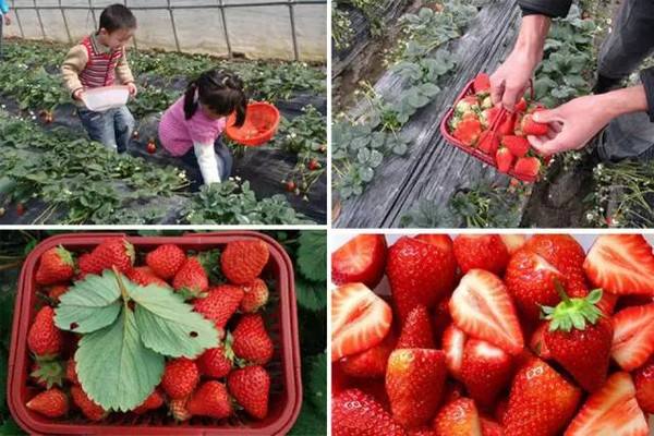 江西女子采摘60元一斤的草莓，偷吃不成反被呛，网友：偷吃倍儿爽