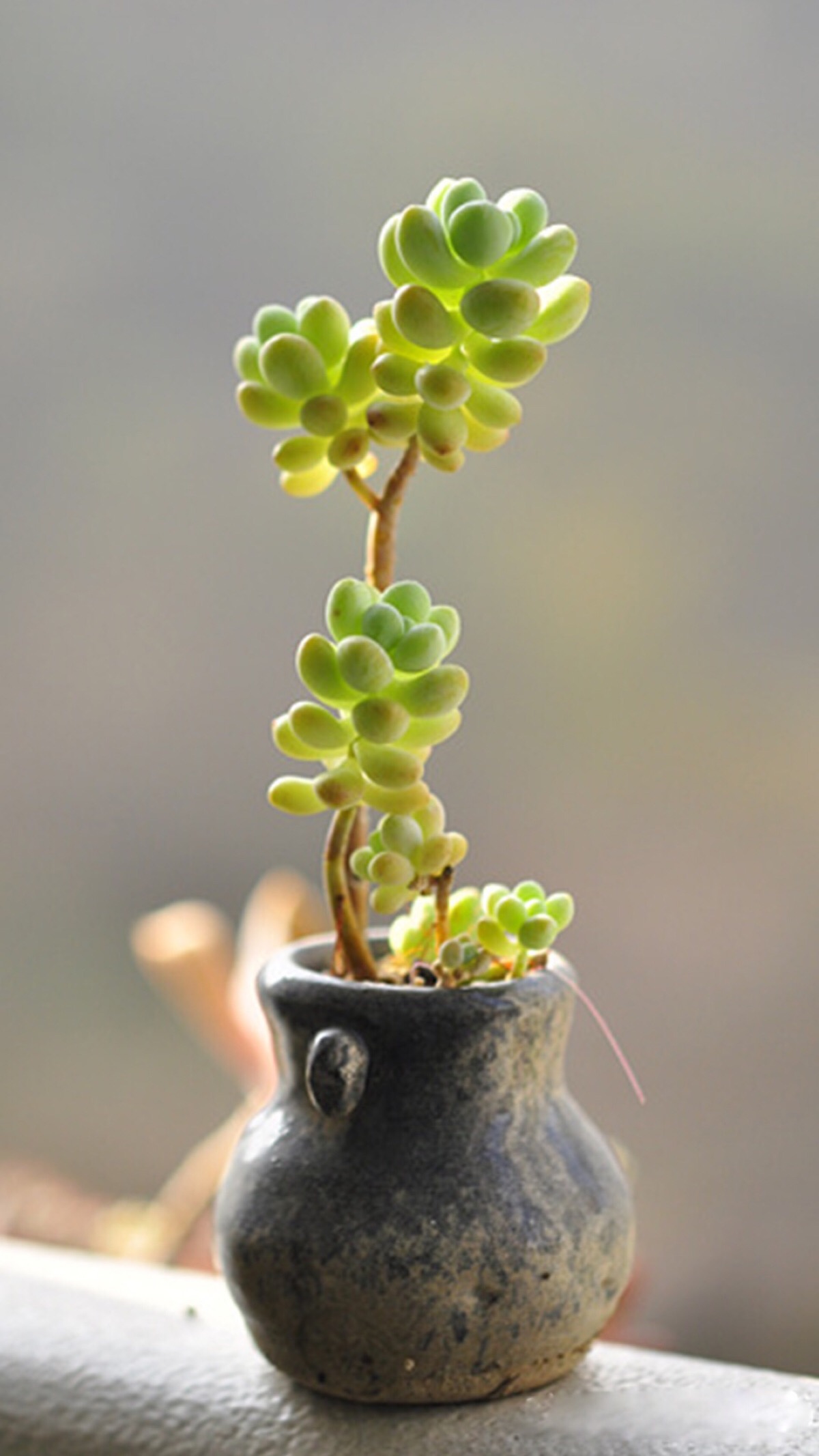 多肉植物种类（100种常见多肉图鉴分享）