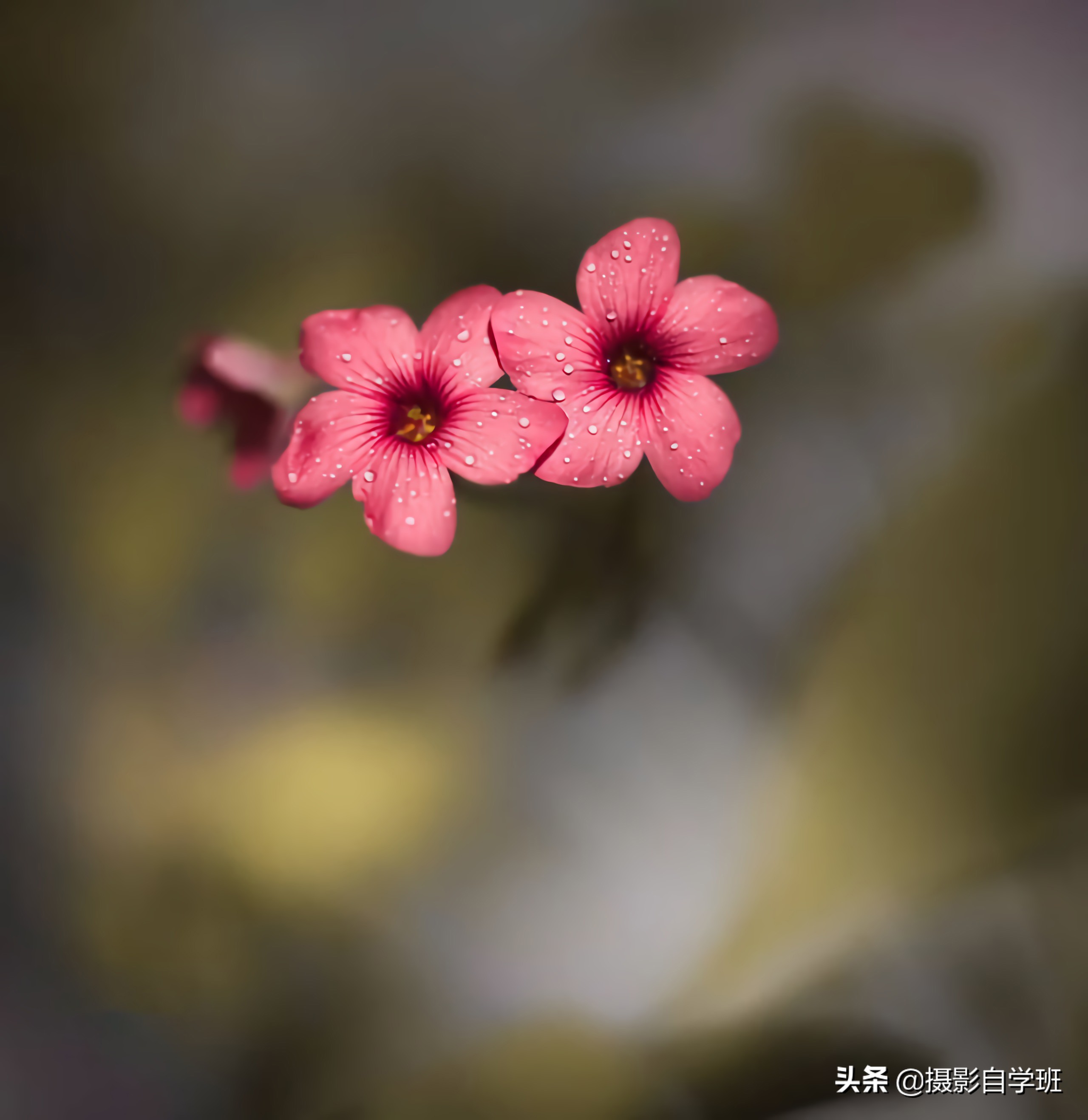 不起眼的小花，咋能被拍得这么好看，这10个摄影技巧帮你